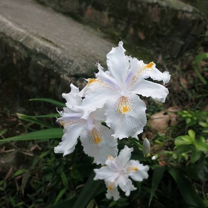 1030222多福步道_日本鳶尾花.jpg