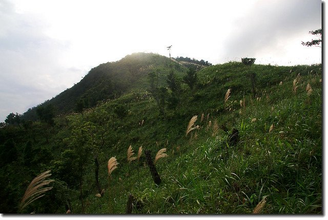 鵲子山