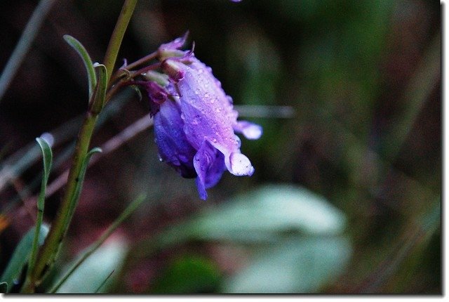 Penstemon