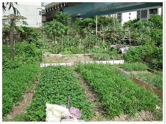 住家邊的菜園.JPG