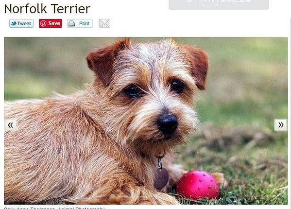 捕鼠神器/諾福克㹴犬本就屬於小型獵犬，幾乎不用訓練，就能有效