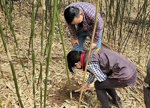 台灣獼猴仍被列入野生動物保育法三級保育類動物，若濫殺、濫捕可