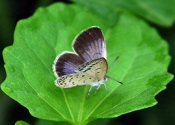 Pale Grass Blue(輕清唱by sophie)