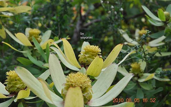 DSC_0362這花葉子有黃有白.JPG