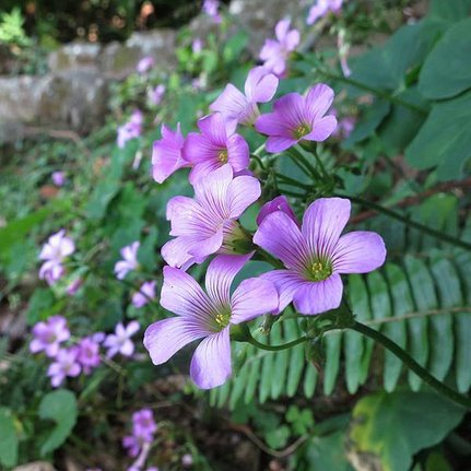 1021117永春寮_紫 花 酢 醬 草.jpg