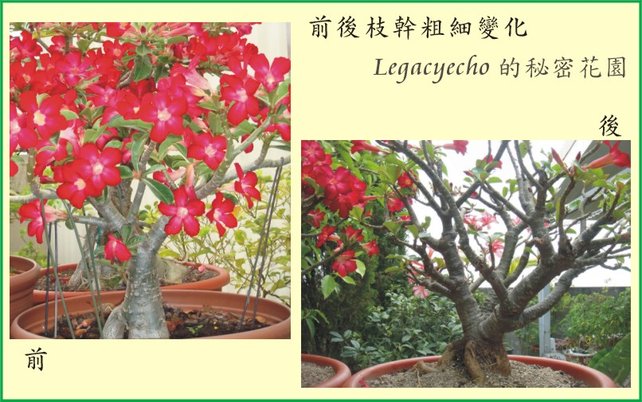 沙漠玫瑰02.jpg