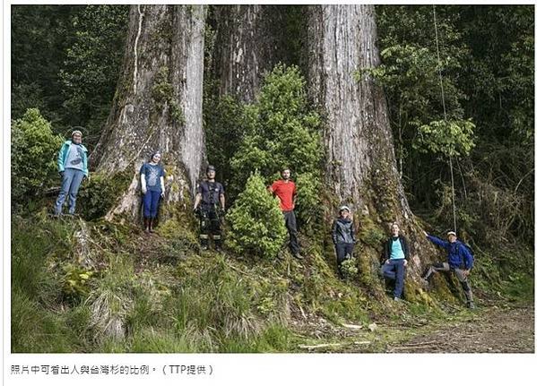 台灣杉三姊妹-70公尺高「撞到月亮的樹」台灣杉巨木「桃山神木