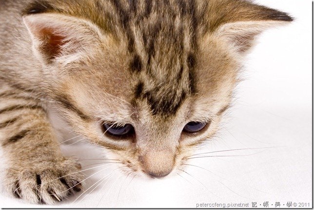 Cute cat