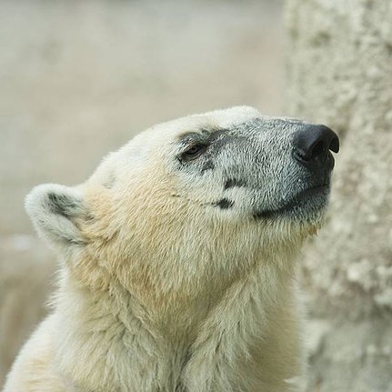 polar bear2