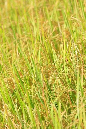 Rice_mo005