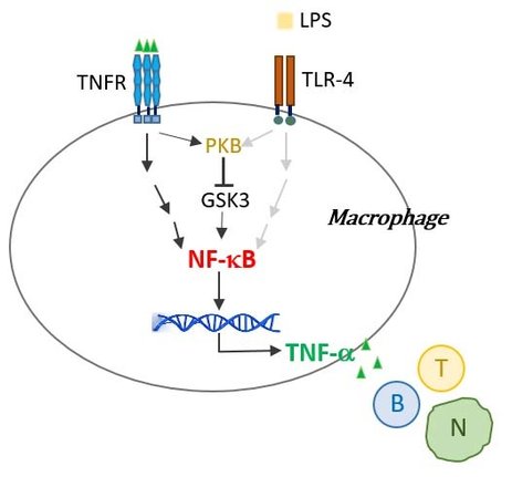 Macrophage resting