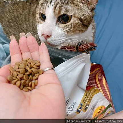 ［萌寵●貓糧］Kaniva卡咪哇寵物食品：全齡室內貓配方 –