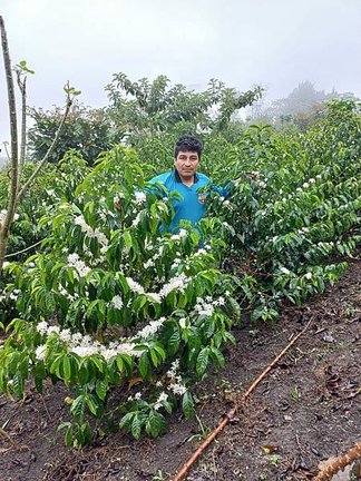 peru romerillo.jpg