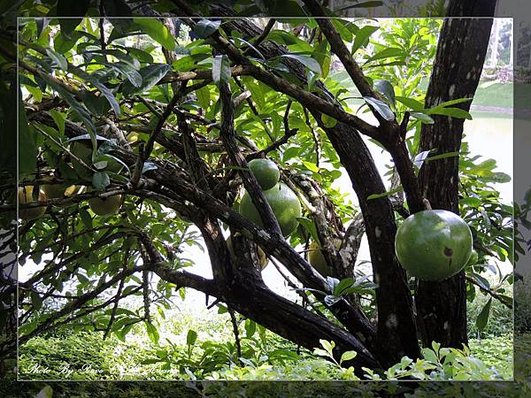 興隆熱帶植物園