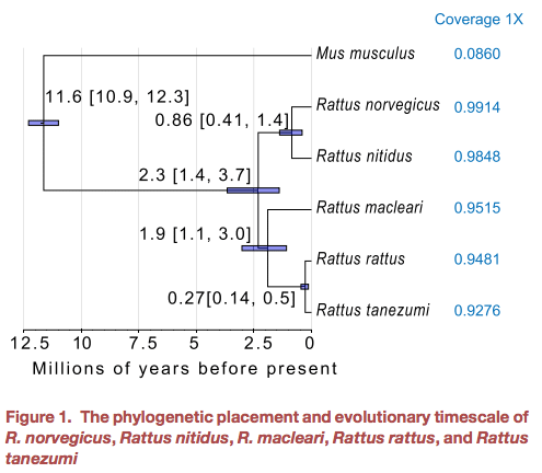 聖誕島大鼠啟示：基因改造復刻滅絕生物，幾乎無可能？