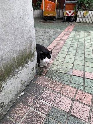 【台北美食】柑橘Shinn 鴨蔥—超好吃又獨特的鴨叉燒，我最