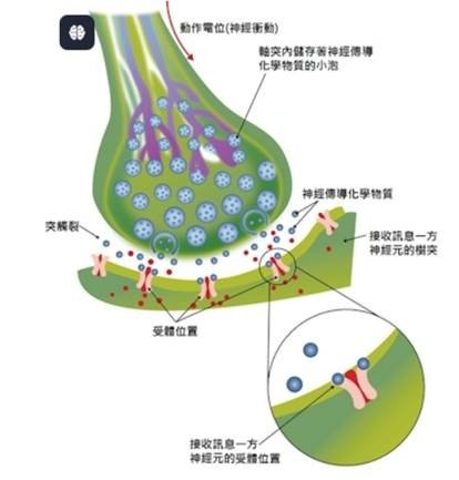 身體如何進行內部通信