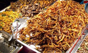 insects-fried.jpg