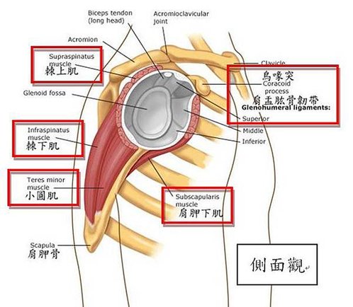 Shoulder joint 03