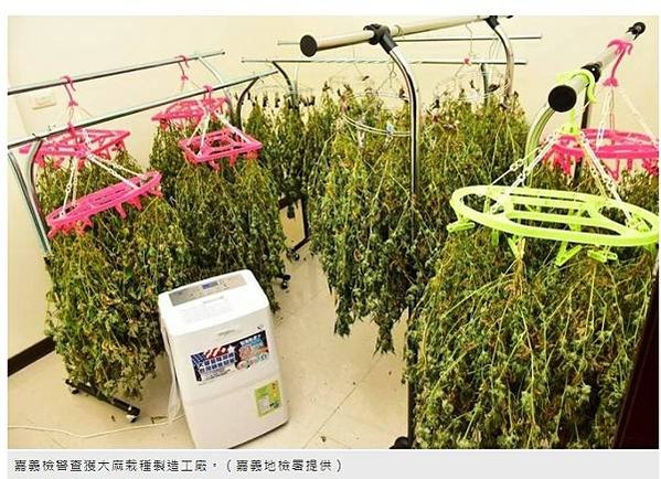 大麻合法化/查獲2615株大麻 市價近10億元/新竹關西大麻