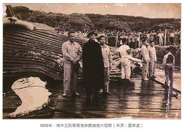 台灣的捕鯨歷史1920-1942-當時的台灣總督府或許是具永