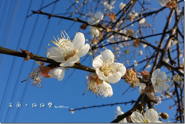 z_DSC00707