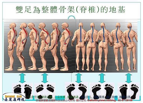 足弓腳正定位分析技術培訓班 (給學員)