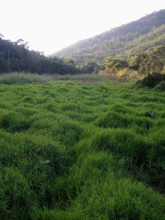 挑米村草南濕地