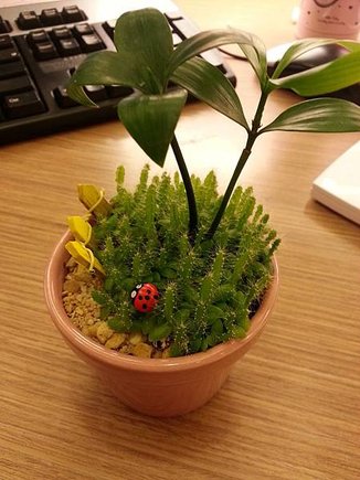 小小植物