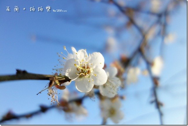 z_DSC00725