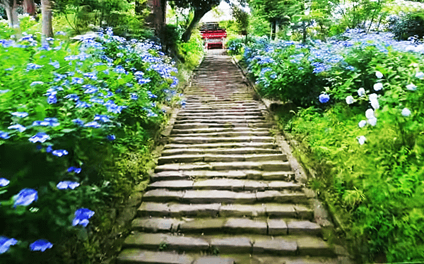 茨城繡球花寺   雨引觀音  二本松寺  保和苑  水戶八幡