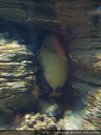 這條魚...很奇妙 A_A