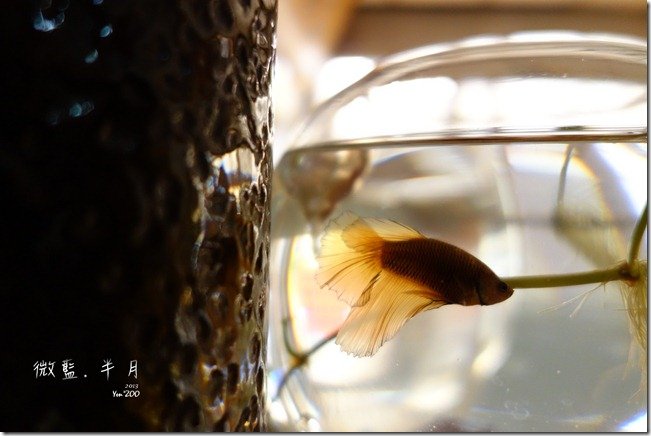 z_DSC01175
