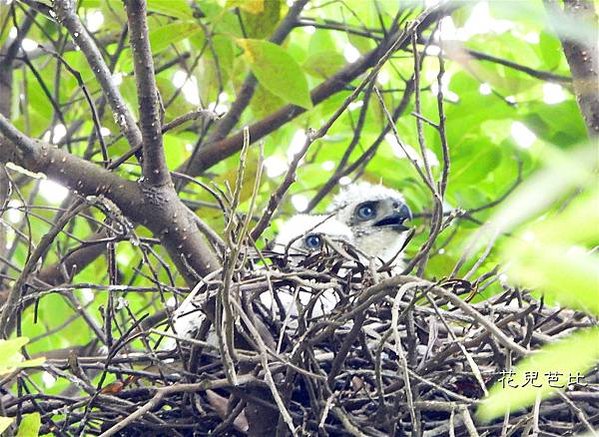 鳳頭蒼鷹1