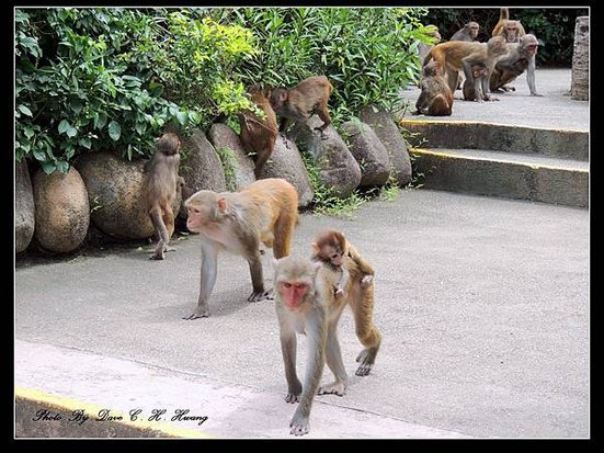 南灣猴島