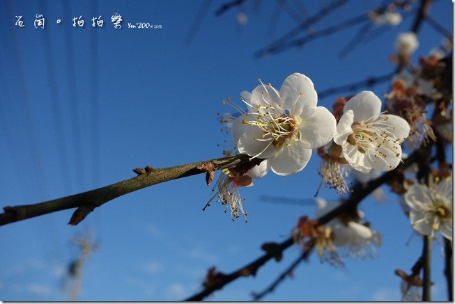 z_DSC00702