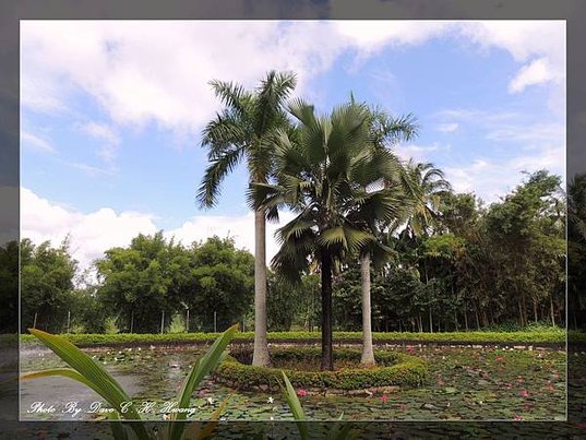 興隆熱帶植物園