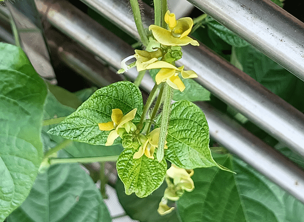 。小吳植物園-7豆科-14綠豆