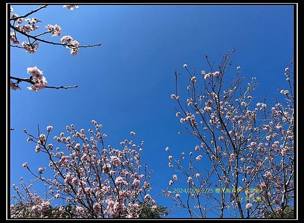 LINE_ALBUM_2024224 櫻花鳥森林_240225_49
