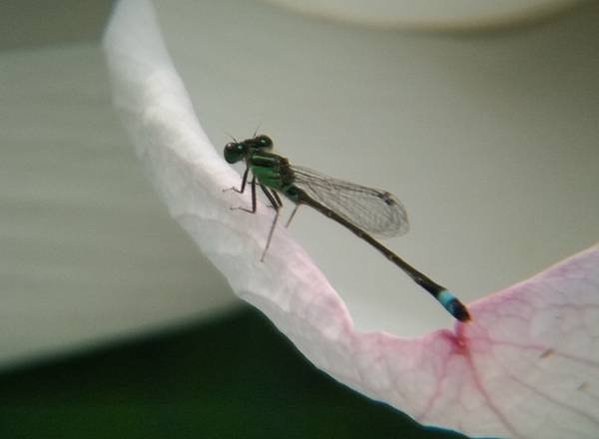 蜻蜓