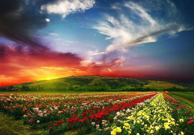 beautiful-landscape-scenery-rose-valley-countryside-nature-horizon-the-valley-roses-nature