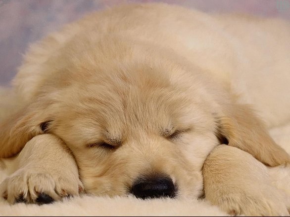 ws_sleeping_dog_1024x768