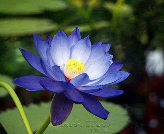 Blue Lotus Flower wallpaper 10