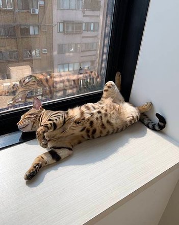 【台北貓咪咖啡】貓咪摸摸茶Cat Patting House
