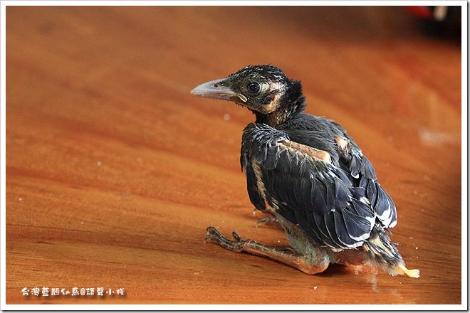 台灣藍鵲幼鳥