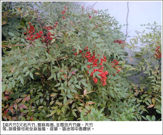 南天竹.bmp