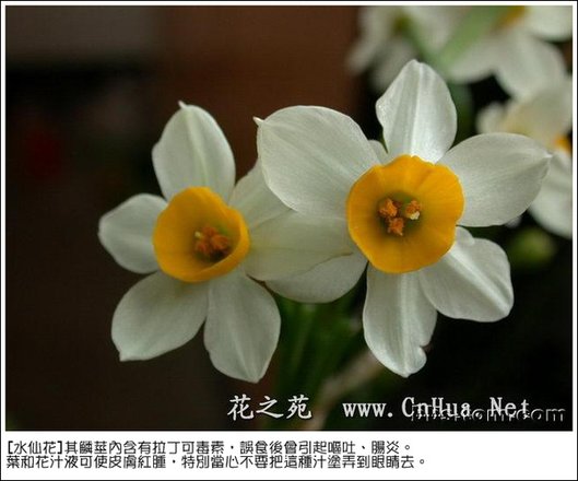 水仙花.bmp