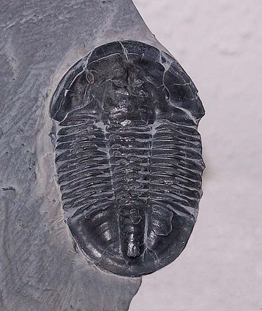 trilobite.jpg