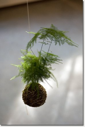 string gardens2.jpg