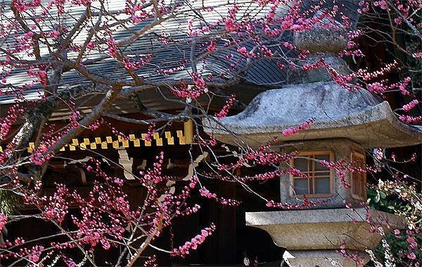 京都賞梅 北野天滿宮 生身天滿宮 隨心院